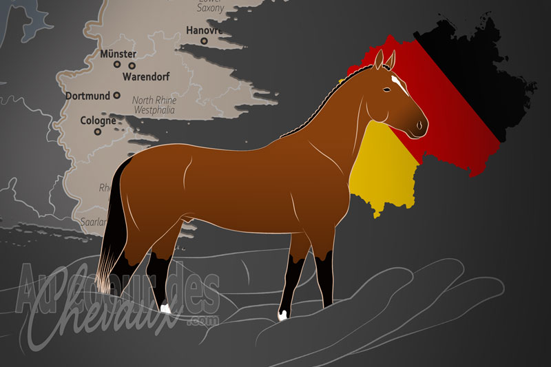 Le Stud Book du Cheval Westphalien e.V., une organisation qui g�re le cheval westphalien en allemagne