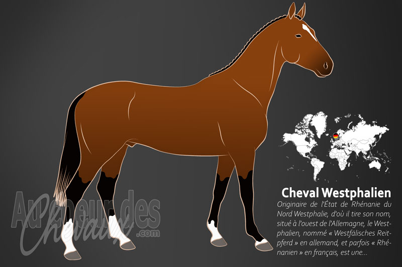 Le Cheval Westphalien, l'excellence germanique de warendorf