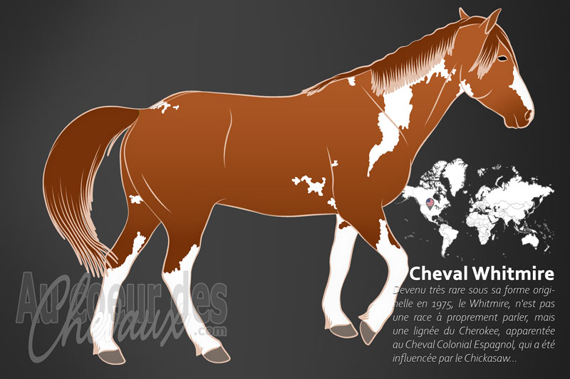 Le Cheval Whitmire, les rescap�s des plaines de l'oregon