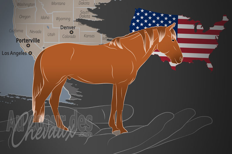 Le Centre de Recherche sur les Chevaux Sauvages, une organisation qui g�re le cheval cayuse aux �tats unis