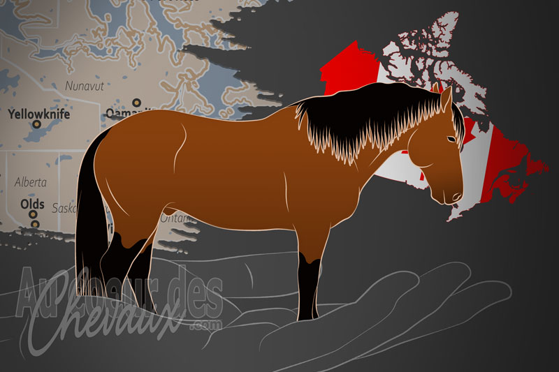La Wild Horses of Alberta Society un organisme de race au Canada