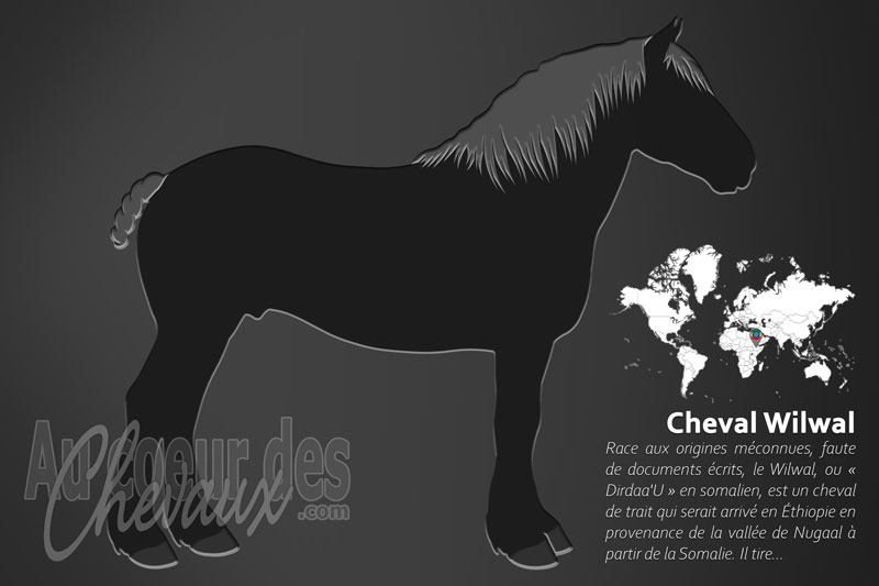 Le Cheval Wilwal, le fier coursier des plaines de l'ogaden