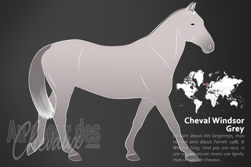 Le Cheval Windsor Grey, les chevaux de la couronne britannique
