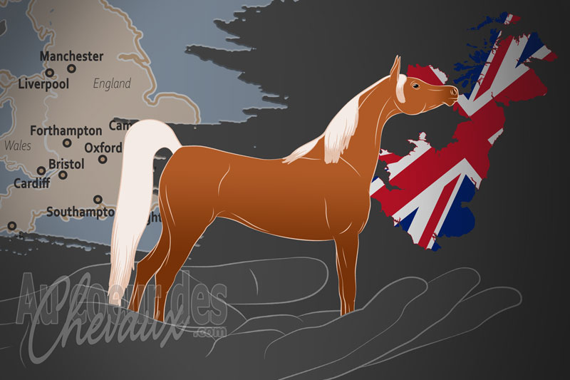 L'Organisation Mondiale du Cheval Arabe, un organisme de gestion de l'asil au royaume uni