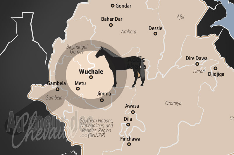 Wuchale, le bastion de la culture �questre oromo