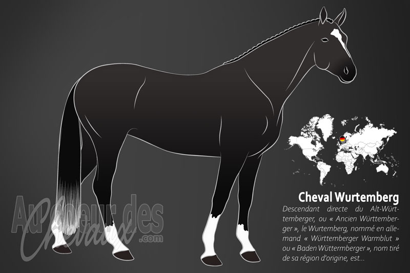 Le Cheval Wurtemberg, cinq si�cles d'�volution au c?ur de la souabe