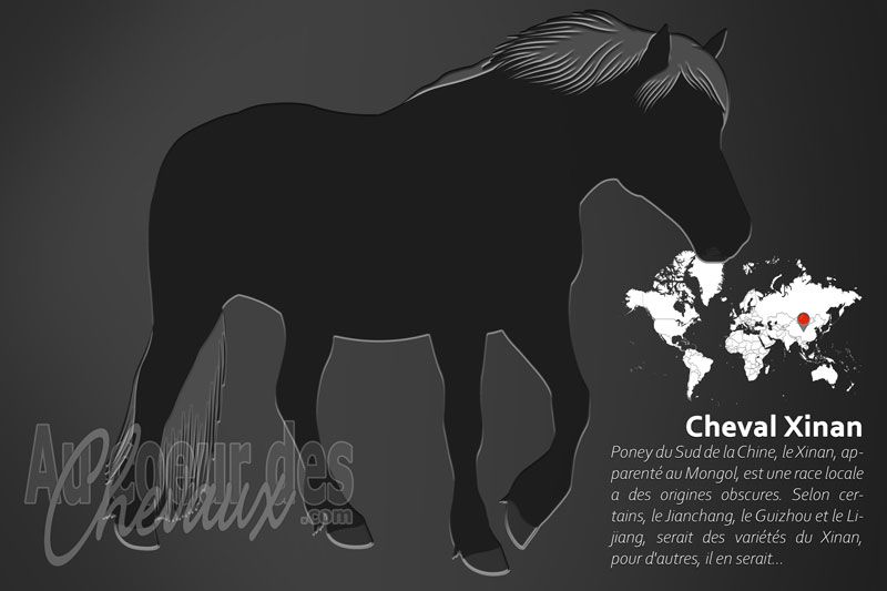 Le Cheval Xinan, l'h�ritier de la route du th� et des chevaux