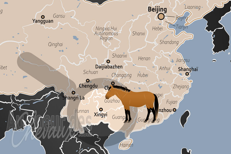 Xingyi, le poney de montagne au c?ur des for�ts de pics karstiques