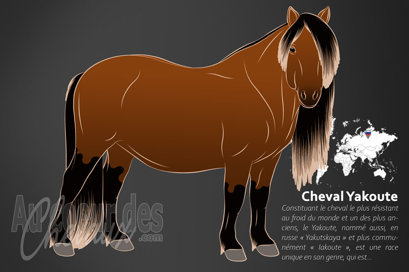 Le Cheval Yakoute, le miracul� du p�le du froid