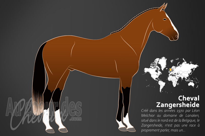 Le Cheval Zangersheide, l'invention du sport-pony de haut niveau