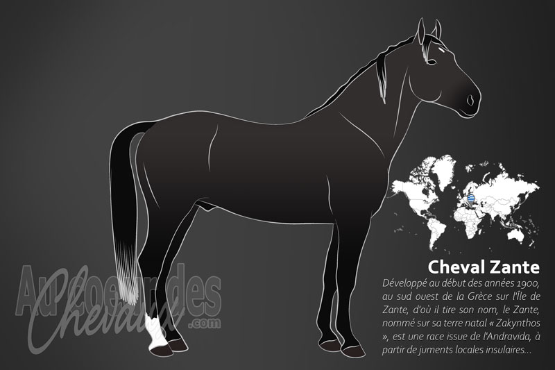 Le Cheval Zante, le joyau �questre de la mer ionienne