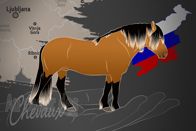 L'Association Slov�ne des �leveurs de Chevaux � Sang Froid, un organisme de gestion du trait slov�ne en slov�nie