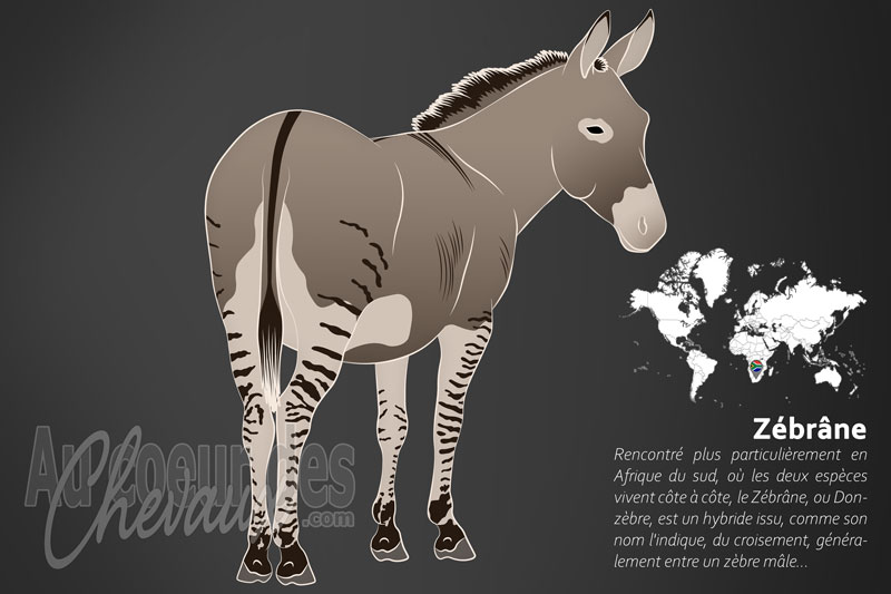 Le Z�br�ne, l'hybride entre savane et ferme