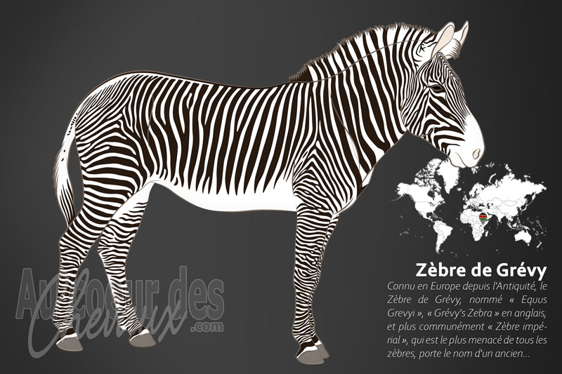 Le Z�bre de Gr�vy, du � hippotigris � romain au tr�sor de la corne de l'afrique
