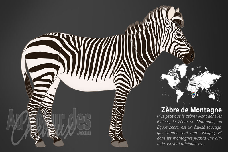 Le Z�bre de Montagne, une odyss�e de r�silience
