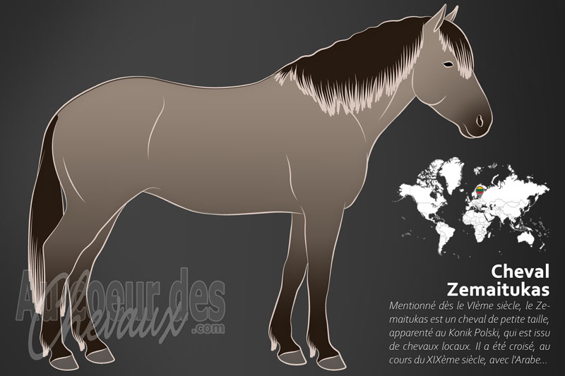 Le Cheval Zemaitukas, le guerrier infatigable des for�ts baltes