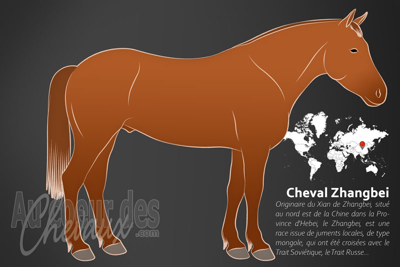 Le Cheval Zhangbei, un mod�le de modernisation �quine en chine