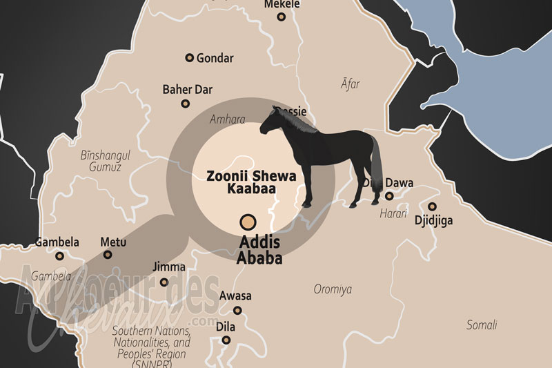 La Zone de Shewa du Nord, le royaume du selale et l'�me des plateaux oromos