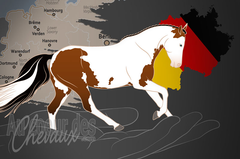 L'Association d'�levage de Chevaux Allemands e.V., un organisme de gestion les chevaux de type deutscher tigerschecke en allemagne