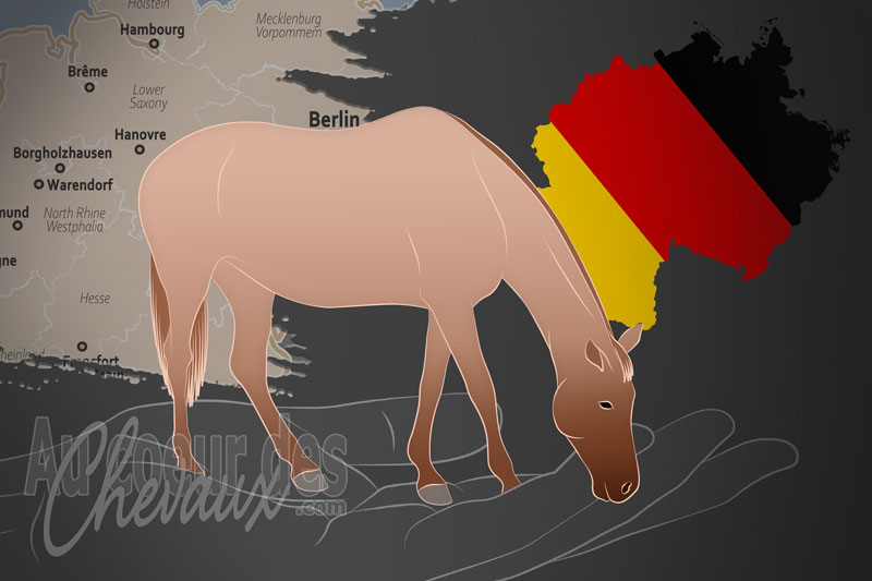 L'Association d'�levage du Cheval Senner e.V., une organisation qui g�re le cheval senner en allemagne