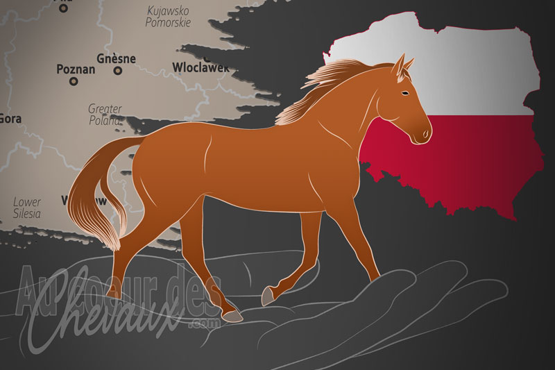 La Zwiazek Hodowcow Koni Wielkopolskich un organisme de race en Pologne